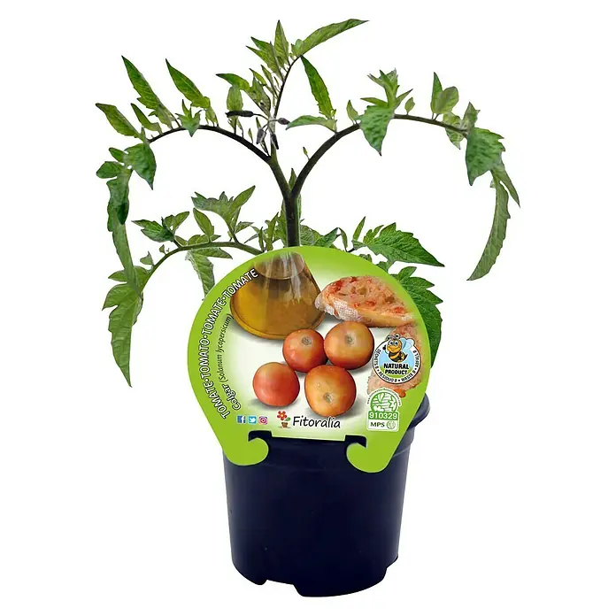 Tomate de colgar ECO - Solanum lycopersicum, 10,5 cm - Vista frontal
