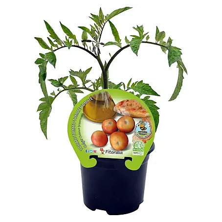Tomate de colgar ECO