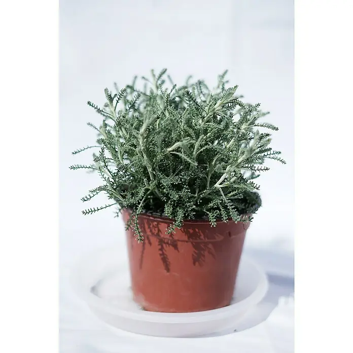 Piardino Santolina - Santolina chamaecyparissus, Tamaño de maceta: 12 cm - Foto ambiente