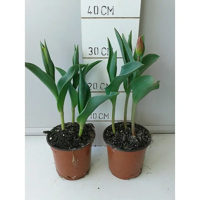 Tulipanes - Tulipan, En función de la variedad - Foto ambiente