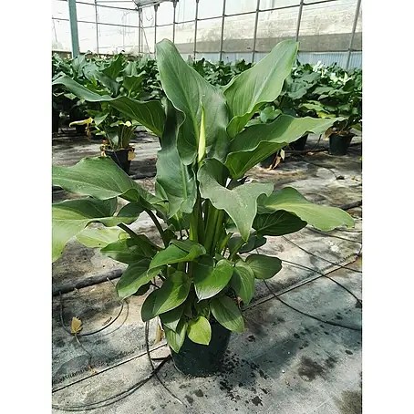 Lirio de agua