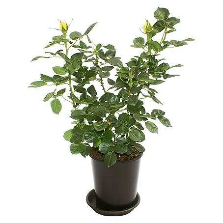 Piardino  Tallo de rosa