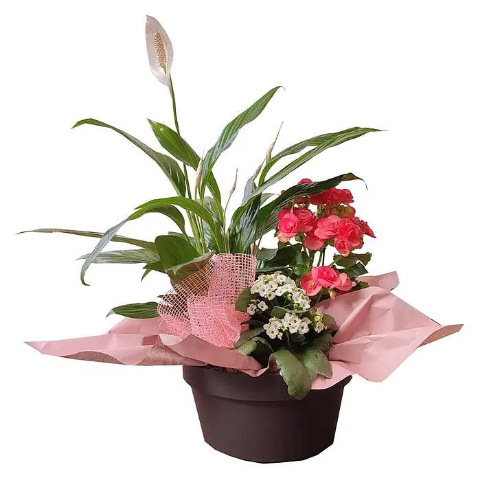Anturio - Anthurium 'san valentin', Tamaño de maceta: 14 cm, Rojo - Vista frontal