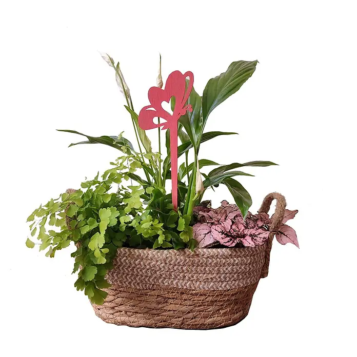 Mix de plantas aromáticas - Mix Aromática - Vista frontal