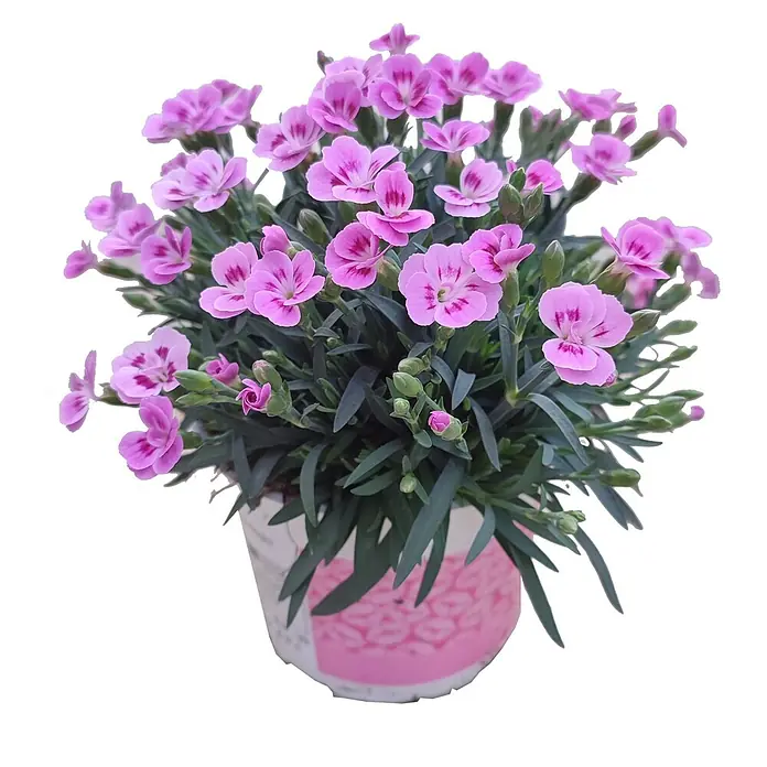 Piardino Clavel - Clavel 'Pink Kisses', Rosa - Vista frontal