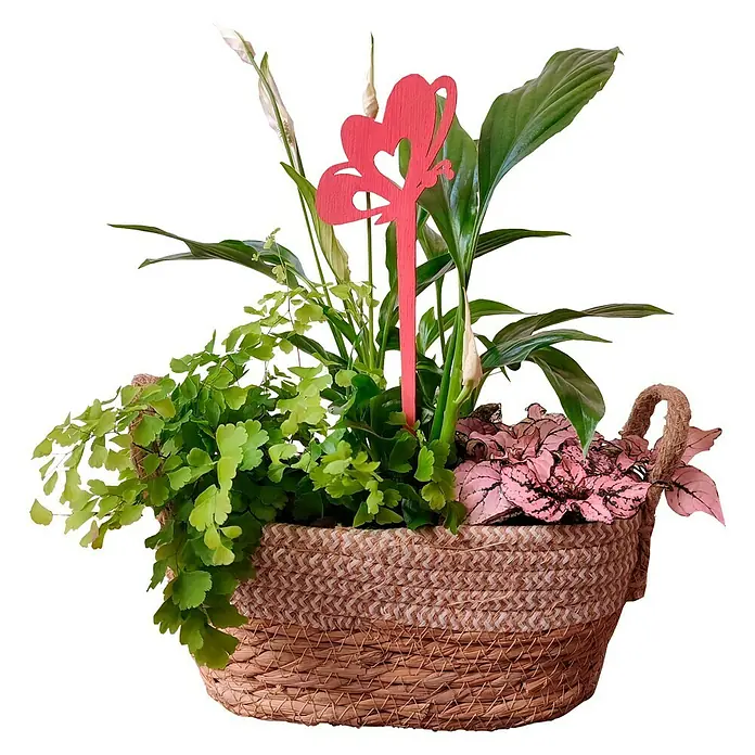 Mix de plantas aromáticas - Mix Aromática - Vista frontal