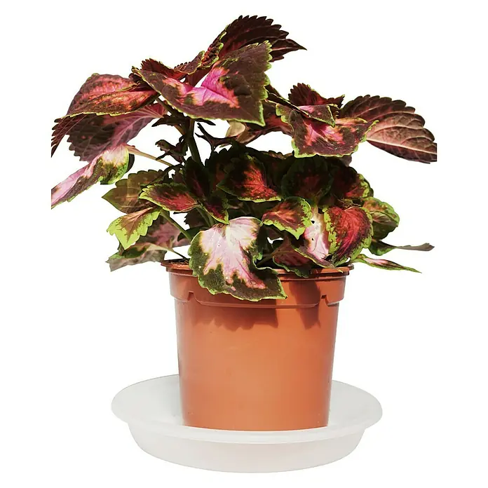 Cóleo - Coleus, Tamaño de maceta: 11 cm - Vista frontal