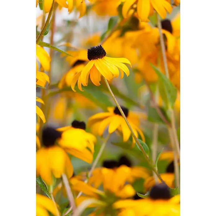 Piardino Staude Sonnenhut Goldsturm - Rudbeckia fulgida 'Goldsturm' - Detailaufnahme