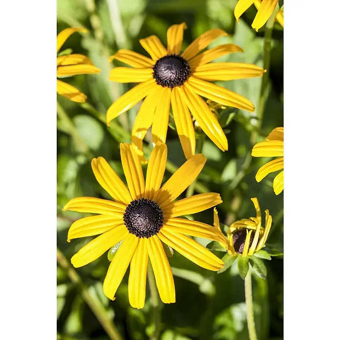 Piardino Staude Sonnenhut Goldsturm - Rudbeckia fulgida 'Goldsturm' - Detailaufnahme