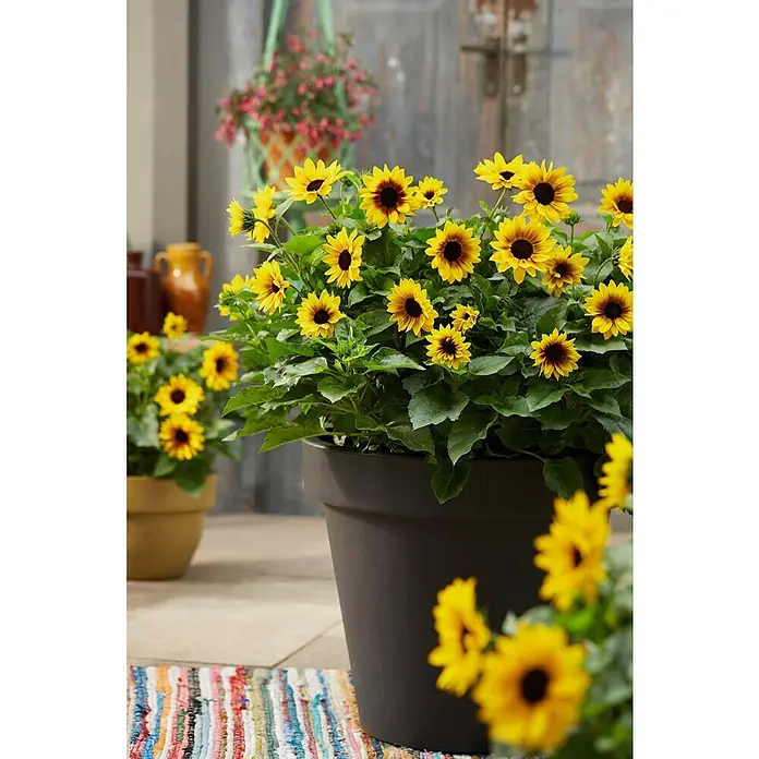 Piardino Sonnenblume - Helianthus annuus 'Sunbelievable', Topfgröße: 17 cm, Gelb - Stimmungsaufnahme