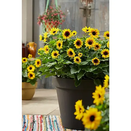 Piardino  Sonnenblume
