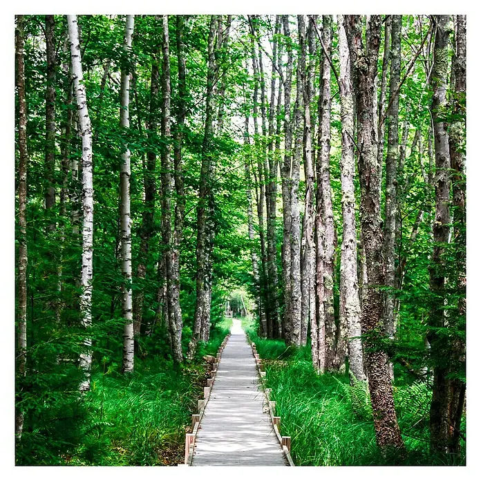 Póster Trees way - Naturaleza, An x Al: 45 x 45 cm - Vista superior