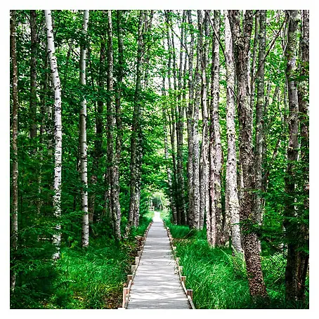 Póster Trees way
