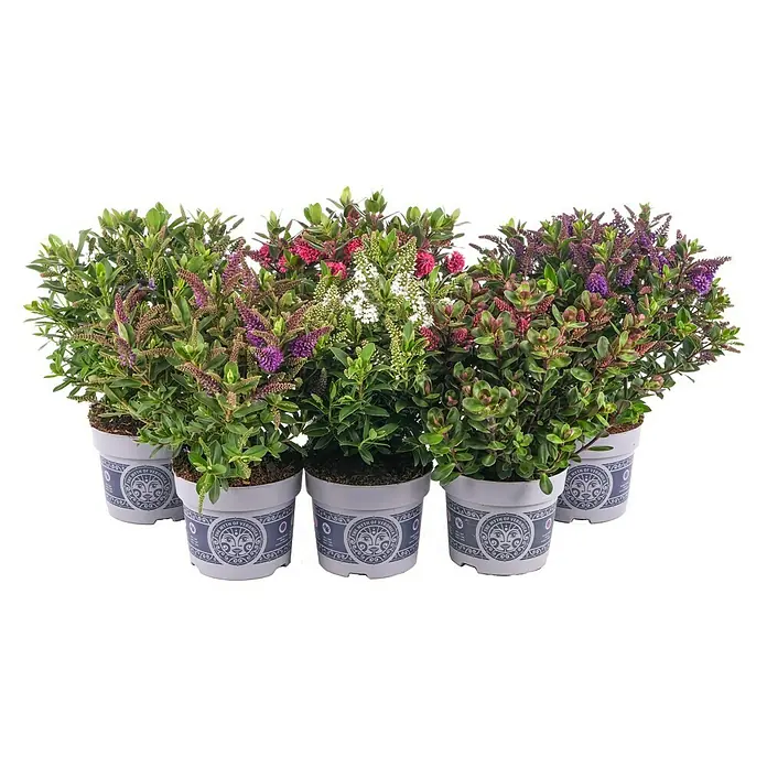 Piardino Strauchveronika - Hebe andersonii 'All Blooms', Topfgröße: 12 cm - Vorderansicht