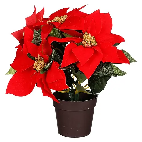 Kerstster Poinsettia