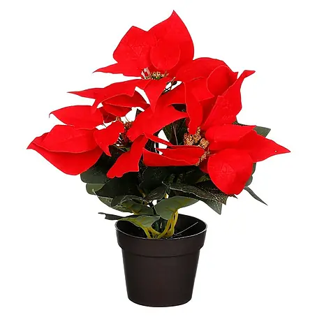 Kerstster Poinsettia