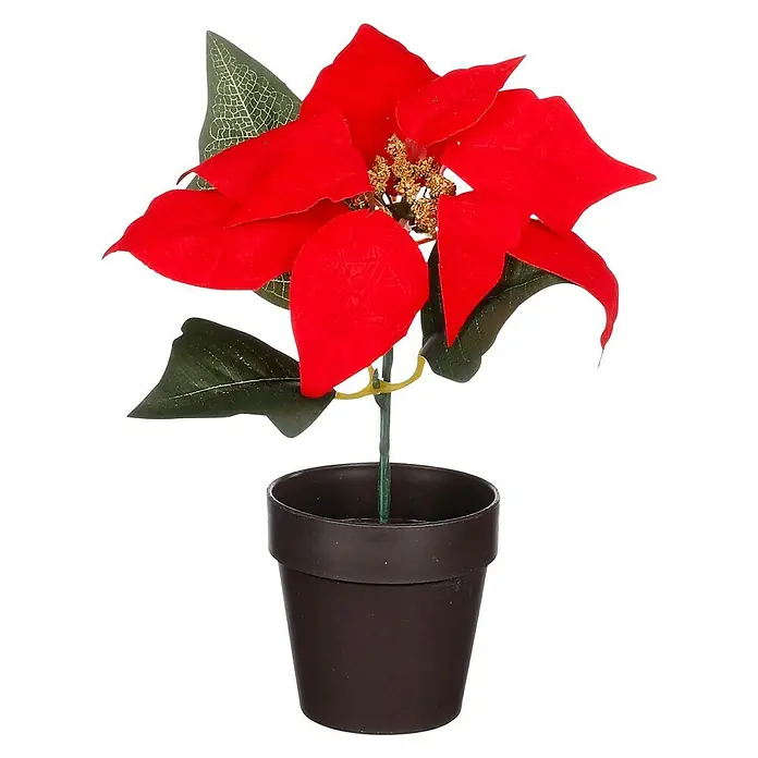 Kerstster Poinsettia - Ø x h: 18 x 18 cm, Rood - Vooraanzicht