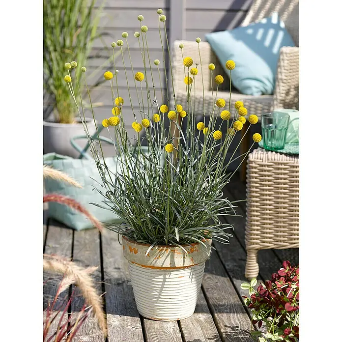 Trommelstöckchen - Craspedia 'Golf Beauty', Topfgröße: 12 cm, Gelb - Stimmungsaufnahme