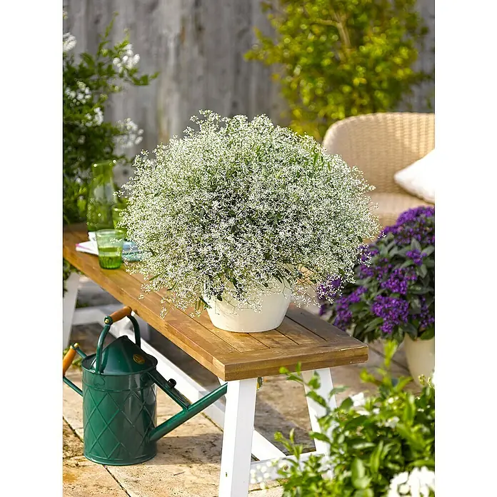 Grünpflanzen Zauberschnee - Euphorbia 'Diamond Frost', Topfgröße: 12 cm - Stimmungsaufnahme