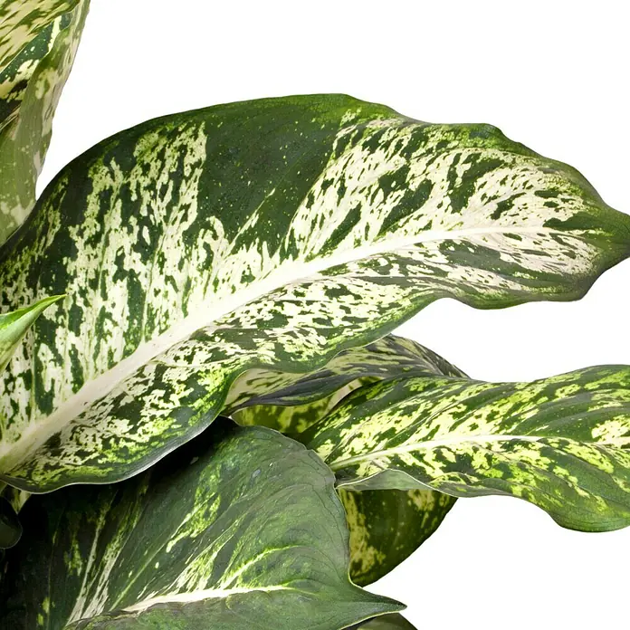 Piardino Dieffenbachie - Dieffenbachia maculata, Topfgröße: 17 cm, Blattfarbe: Bunt - Detailaufnahme