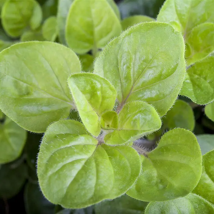 Piardino Bio Oregano Bio - Origanum vulgare Diabolo - Detailaufnahme