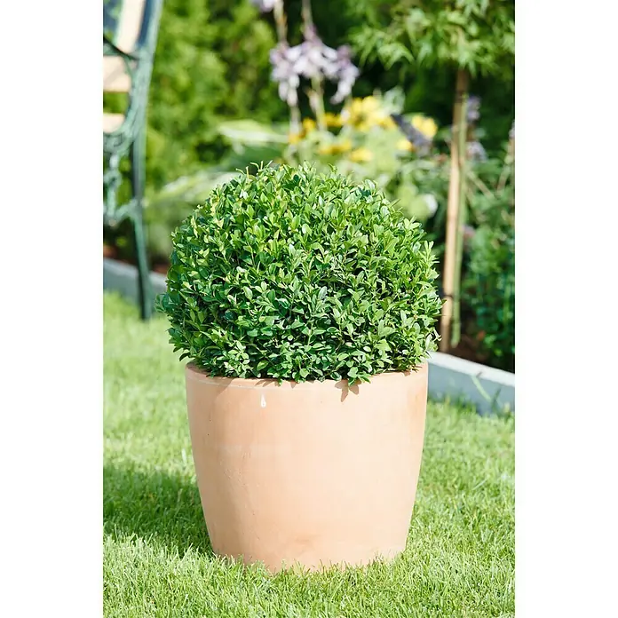 Piardino Buchsbaum - Buxus sempervirens, Wuchsform: Aufrecht - Stimmungsaufnahme