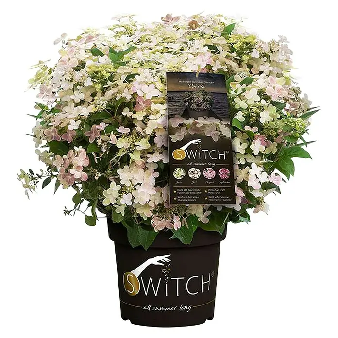 Rispen-Hortensie - Hydrangea paniculata '(S)witch', Weiß/Rosa - Vorderansicht