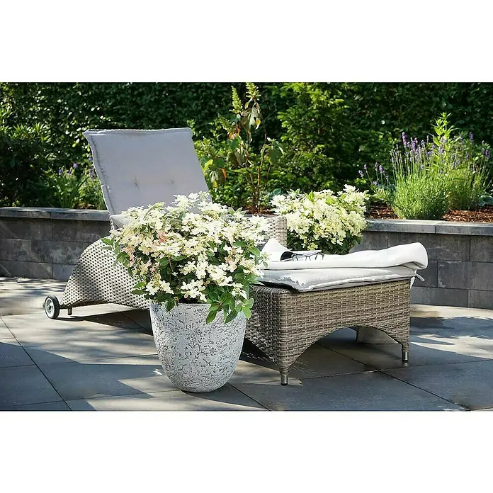 Rispen-Hortensie - Hydrangea paniculata '(S)witch', Weiß/Rosa - Stimmungsaufnahme