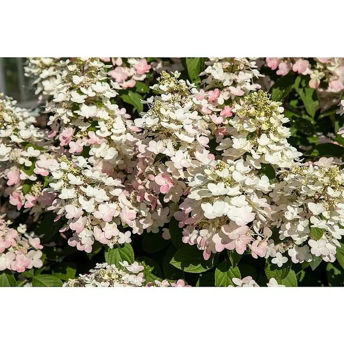 Rispen-Hortensie - Hydrangea paniculata '(S)witch', Weiß/Rosa - Stimmungsaufnahme