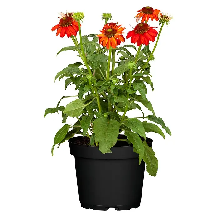 Piardino Sonnenhut - Echinacea purpurea, Purpur - Vorderansicht