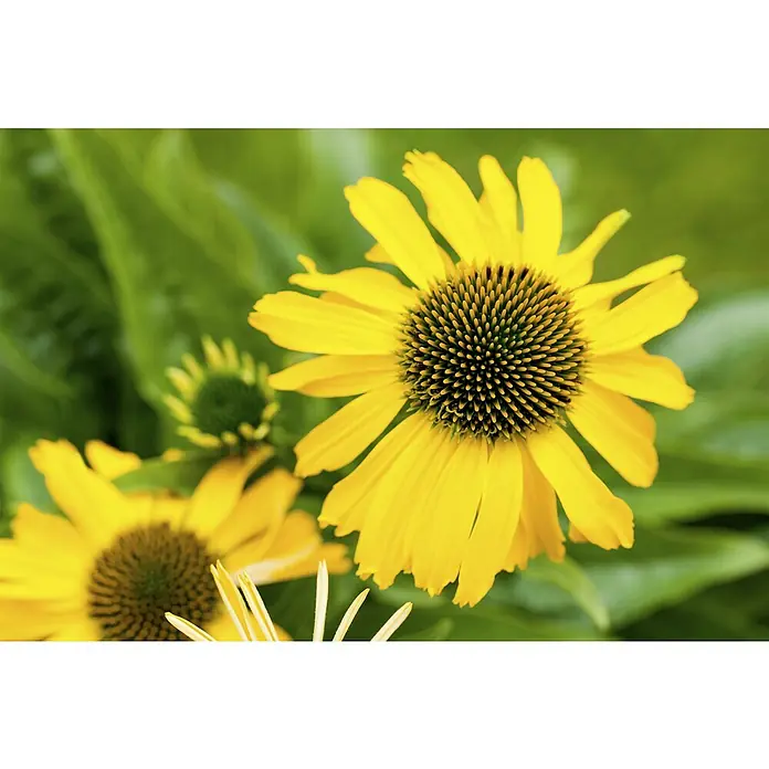 Piardino Sonnenhut - Echinacea purpurea, Purpur - Detailaufnahme