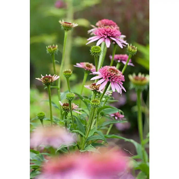 Piardino Sonnenhut - Echinacea purpurea, Purpur - Detailaufnahme
