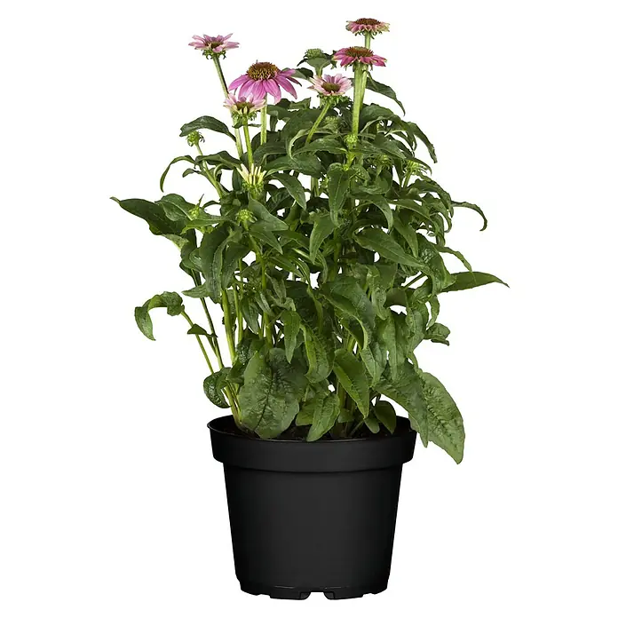 Piardino Sonnenhut - Echinacea purpurea, Purpur - Vorderansicht