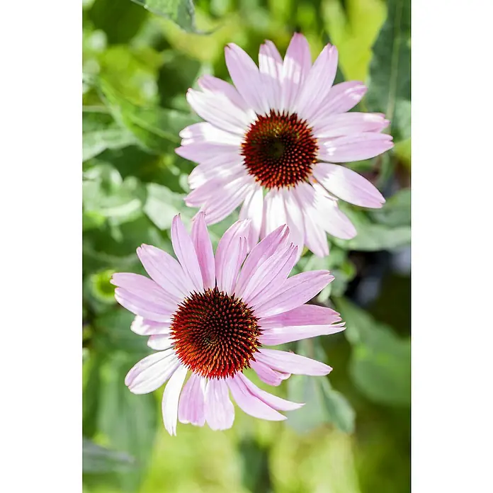 Piardino Sonnenhut - Echinacea purpurea, Purpur - Detailaufnahme