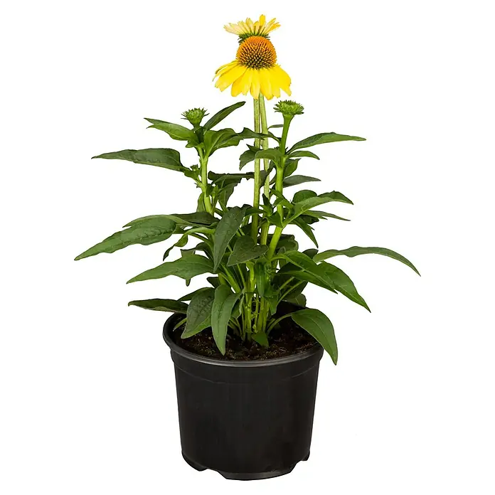 Piardino Sonnenhut - Echinacea purpurea, Purpur - Vorderansicht