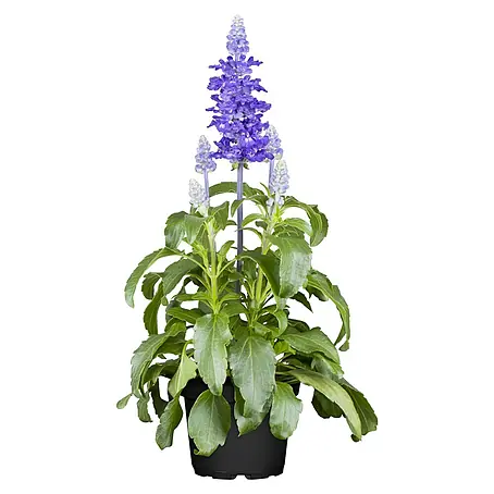 Piardino  Salvia farinacea