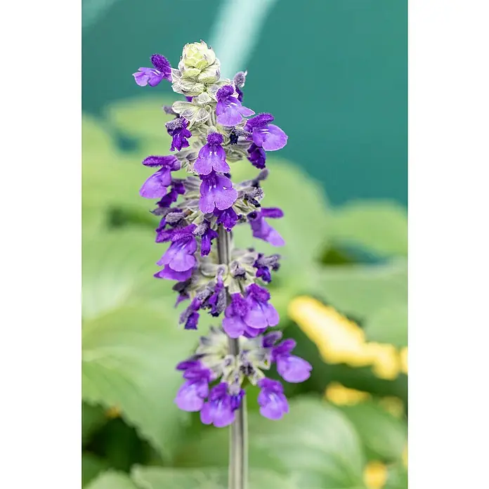 Piardino Salvia farinacea - Salvia farinacea, Azul violeta - Primer plano