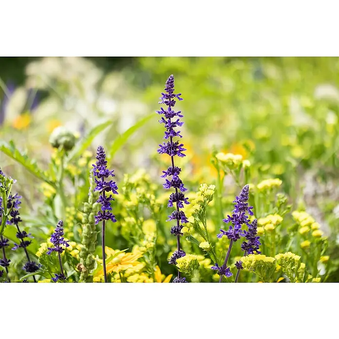Piardino Salvia farinacea - Salvia farinacea, Azul violeta - Foto ambiente