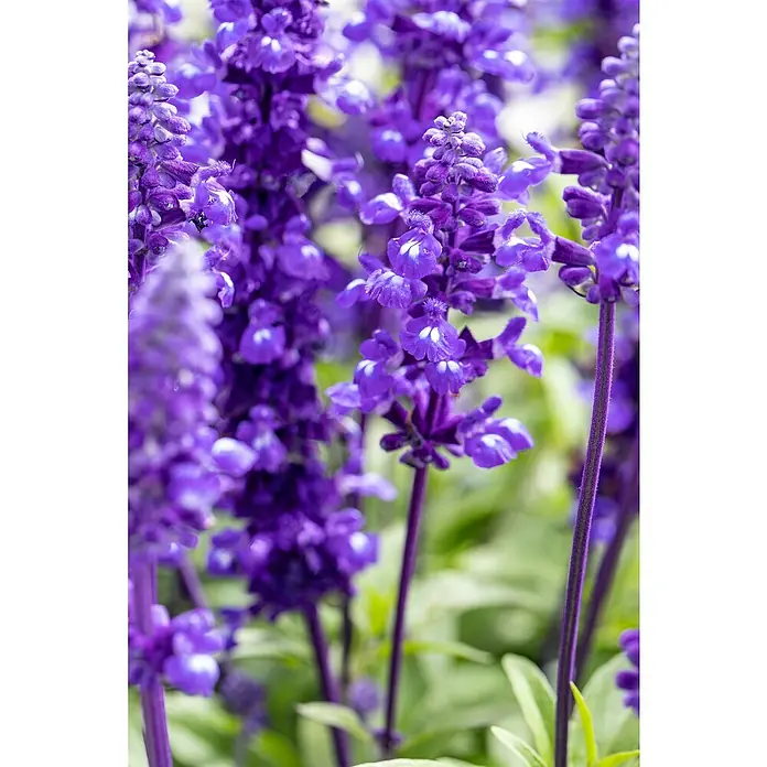 Piardino Salvia farinacea - Salvia farinacea, Azul violeta - Primer plano