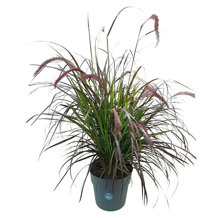 Piardino Federborstengras Federborstengras 'Rubrum' - Pennisetum setaceum 'Rubrum', Topfvolumen: 7,5 l - Vorderansicht