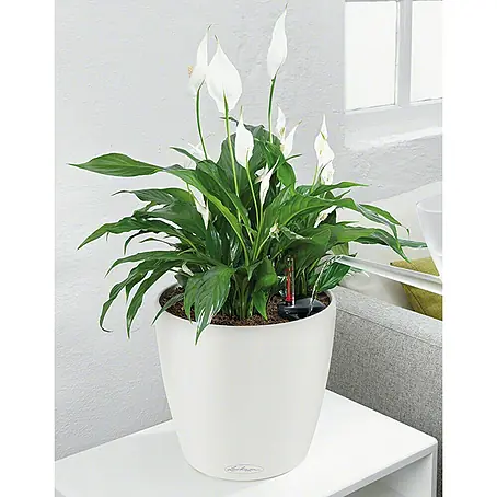 Lechuza Color Pflanztopf Classico
