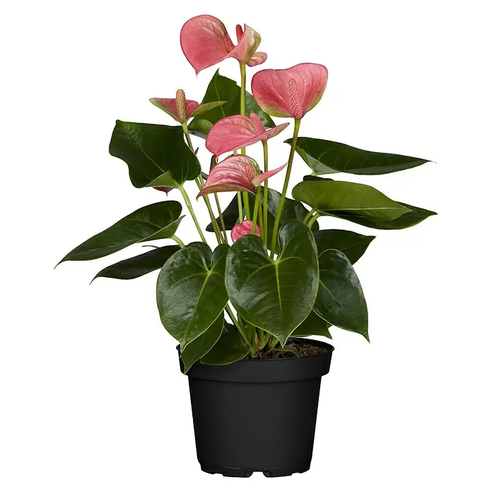 Piardino Flamingoblume - Anthurium x andreanum, Topfgröße: 12 cm, Dunkelrot/Weiß/Lachsrosa/Rot - Vorderansicht