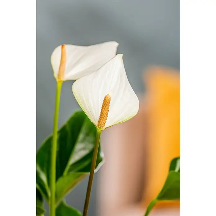 Piardino Flamingoblume - Anthurium x andreanum, Topfgröße: 12 cm, Dunkelrot/Weiß/Lachsrosa/Rot - Stimmungsaufnahme