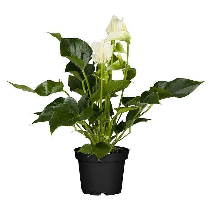 Piardino Flamingoblume - Anthurium x andreanum, Topfgröße: 12 cm, Dunkelrot/Weiß/Lachsrosa/Rot - Vorderansicht