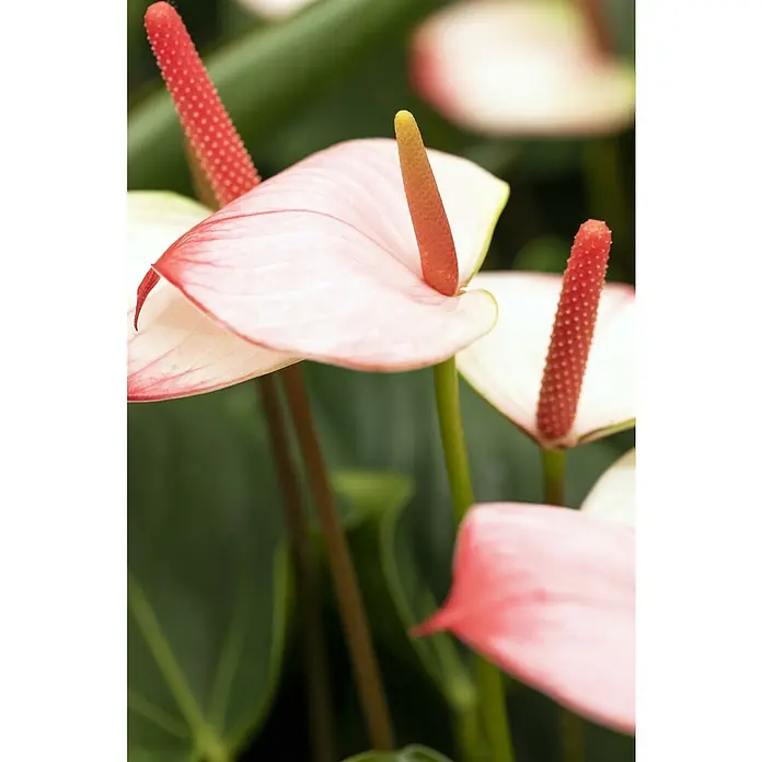 Piardino Flamingoblume - Anthurium x andreanum, Topfgröße: 12 cm, Dunkelrot/Weiß/Lachsrosa/Rot - Stimmungsaufnahme