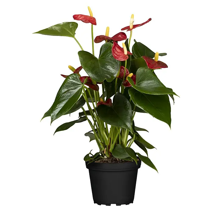 Piardino Flamingoblume - Anthurium x andreanum, Topfgröße: 12 cm, Dunkelrot/Weiß/Lachsrosa/Rot - Vorderansicht