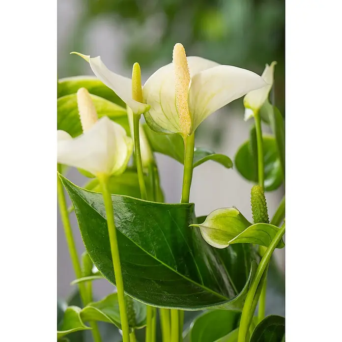 Piardino Flamingoblume - Anthurium x andreanum, Topfgröße: 12 cm, Dunkelrot/Weiß/Lachsrosa/Rot - Stimmungsaufnahme