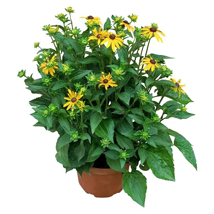 Piardino Staude Sonnenhut Goldsturm - Rudbeckia fulgida 'Goldsturm' - Vorderansicht