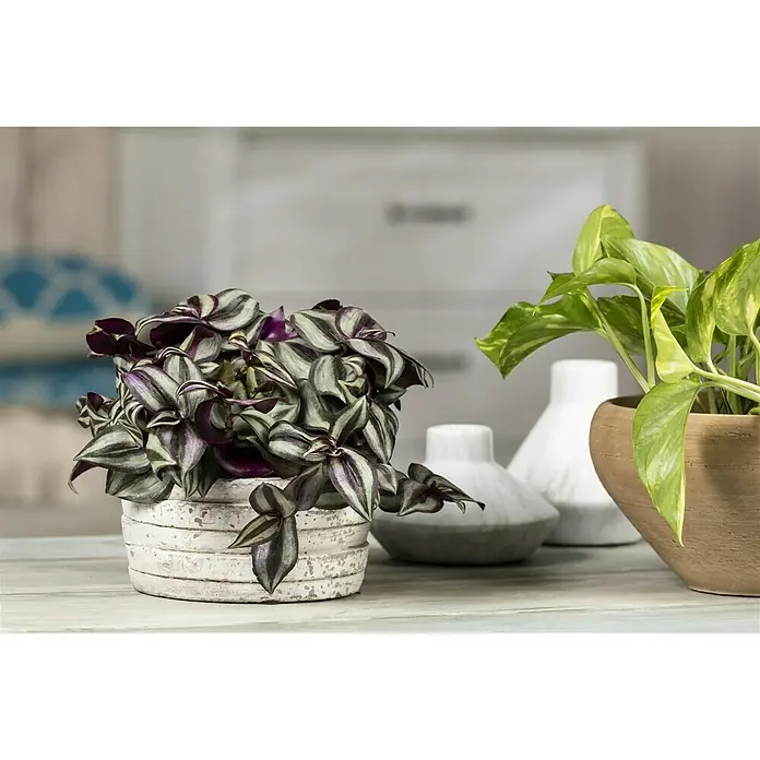 Piardino Zebrakraut - Tradescantia zebrina, Topfgröße: 12 cm, Blattfarbe: Grün/Weiß - Stimmungsaufnahme