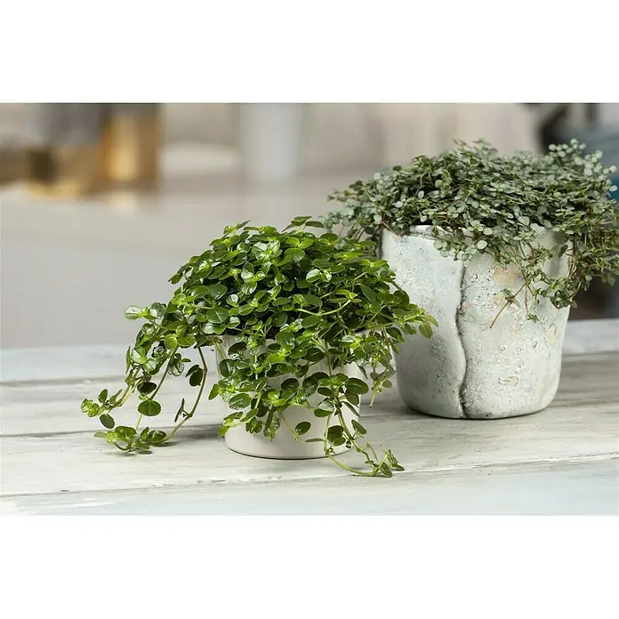 Piardino Kanonierblume - Pilea depressa, Topfgröße: 12 cm, Blattfarbe: Grün - Stimmungsaufnahme